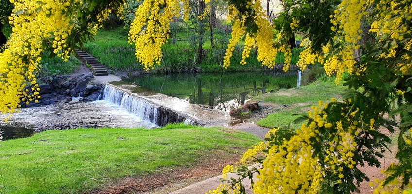Shire Photography Competition - Wattle Blossoms at the Weir (2nd place)