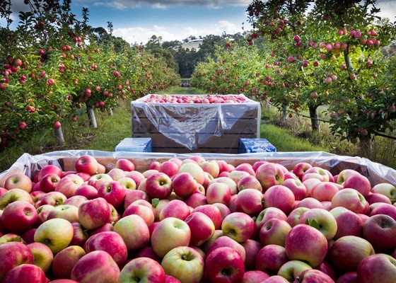 Shire Photography Competition - Apples Galore (3rd place)