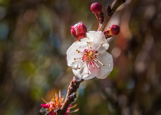 Shire Photography Competition - Spring Blossom