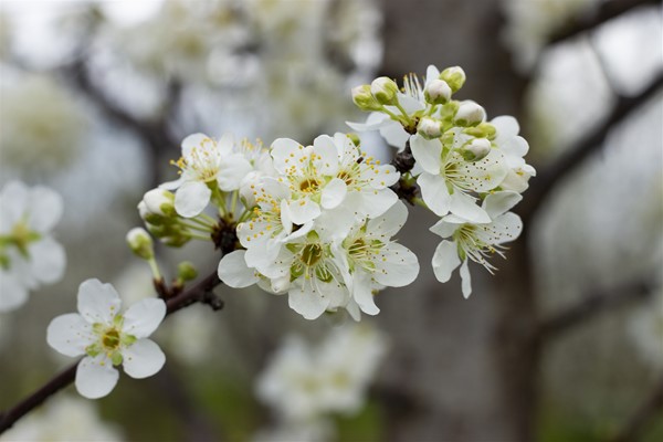Shire Photography Competition - Fruit Blossoms