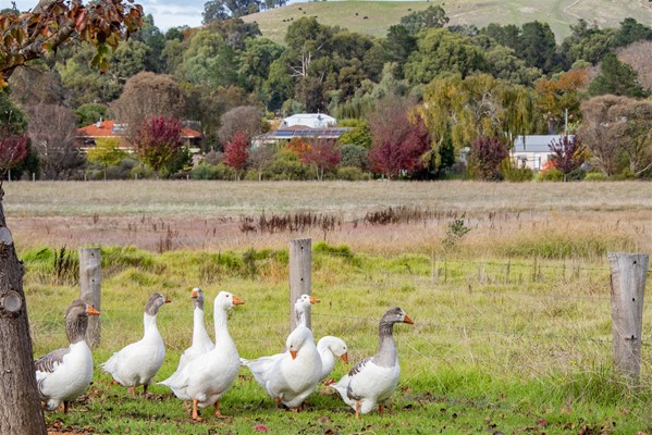 Shire Photography Competition - Geese on the Loose