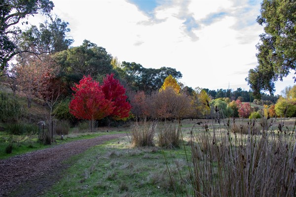 Shire Photography Competition - Red Trees