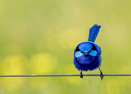 Shire Photography Competition - Splendid Fairy Wren