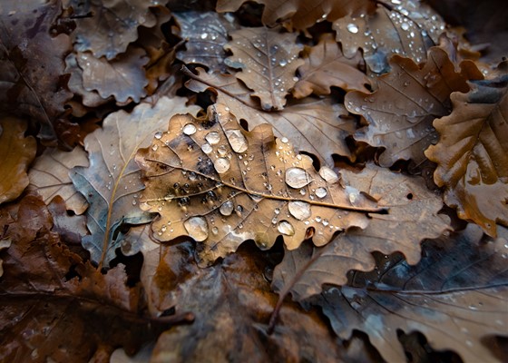 Shire Photography Competition - Winter Leaves in Balingup