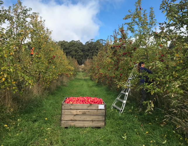 Keeping Orchards Thriving: A water security farm walk